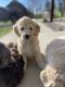 Aussie Doodles Puppies for sale in Greensburg, KY 42743, USA. price: NA