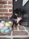 Aussie Doodles Puppies for sale in San Carlos Dr, Globe, AZ 85501, USA. price: $600