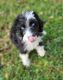 Aussie Doodles Puppies for sale in Union Park, FL 32817, USA. price: NA