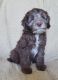 Aussie Doodles Puppies for sale in Ontario, CA, USA. price: $2,000