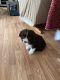 Aussie Doodles Puppies for sale in Columbus, MI 48063, USA. price: NA