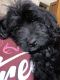 Aussie Doodles Puppies for sale in Holton, IN 47023, USA. price: $400