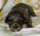 Aussie Doodles Puppies for sale in Athens, AL, USA. price: NA