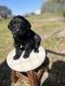Aussie Doodles Puppies for sale in Whiteville, NC 28472, USA. price: NA