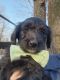 Aussie Doodles Puppies for sale in Ash Grove, MO 65604, USA. price: NA