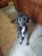 Aussie Doodles Puppies for sale in Meadville, PA 16335, USA. price: $600