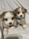 Aussie Doodles Puppies for sale in Bennington, OK 74723, USA. price: NA