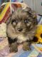 Aussie Doodles Puppies for sale in Dongola, IL 62926, USA. price: NA