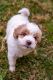 Aussie Doodles Puppies for sale in Chattanooga, TN, USA. price: NA