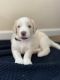 Aussie Doodles Puppies for sale in Chico, CA, USA. price: NA