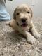 Aussie Doodles Puppies for sale in Chico, CA, USA. price: NA