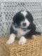 Aussie Doodles Puppies for sale in Scottsboro, AL, USA. price: $10,001,800