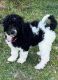 Aussie Doodles Puppies for sale in New Ulm, TX 78950, USA. price: $1,200