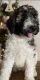 Aussie Doodles Puppies for sale in New Ulm, TX 78950, USA. price: NA