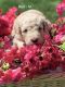 Aussie Doodles Puppies for sale in Utica, KY 42376, USA. price: NA