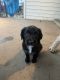 Aussie Doodles Puppies for sale in Wilmington, OH 45177, USA. price: $400