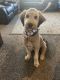 Aussie Doodles Puppies for sale in Lehi, UT, USA. price: NA
