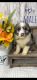 Aussie Doodles Puppies for sale in Peebles, OH 45660, USA. price: NA