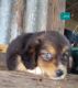 Aussie Doodles Puppies for sale in Terrell, TX, USA. price: $750