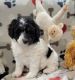 Aussie Doodles Puppies for sale in Lebanon, OR 97355, USA. price: NA