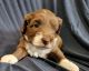 Aussie Doodles Puppies for sale in Lebanon, OR 97355, USA. price: $2,400