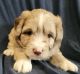 Aussie Doodles Puppies for sale in Lebanon, OR 97355, USA. price: NA