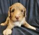 Aussie Doodles Puppies for sale in Lebanon, OR 97355, USA. price: $2,400