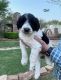 Aussie Doodles Puppies for sale in Marlow, OK 73055, USA. price: NA