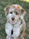 Aussie Doodles Puppies for sale in Downey, CA, USA. price: $3,000