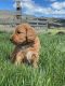 Aussie Doodles Puppies for sale in Council, ID 83612, USA. price: $1,500