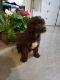 Aussie Doodles Puppies for sale in Arcola, IL 61910, USA. price: NA