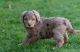 Aussie Doodles Puppies for sale in Oklahoma City, OK, USA. price: $1,000