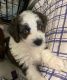 Aussie Doodles Puppies for sale in Fort Lauderdale, FL 33315, USA. price: NA