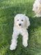 Aussie Doodles Puppies for sale in Waterford Twp, MI, USA. price: $400