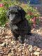 Aussie Doodles Puppies for sale in Whiteville, NC 28472, USA. price: $45,000