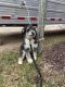 Aussie Doodles Puppies for sale in Tomah, WI 54660, USA. price: $400