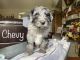 Aussie Doodles Puppies for sale in Blackfoot, ID 83221, USA. price: $900