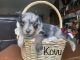 Aussie Doodles Puppies for sale in Blackfoot, ID 83221, USA. price: NA