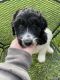 Aussie Doodles Puppies for sale in Cynthiana, KY 41031, USA. price: $400