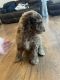Aussie Doodles Puppies for sale in Georgetown, OH 45121, USA. price: $800