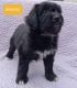 Aussie Doodles Puppies for sale in Jefferson City, TN, USA. price: NA