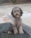 Aussie Doodles Puppies for sale in Ontario, CA, USA. price: $1,200