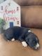 Aussie Doodles Puppies for sale in San Carlos Dr, Globe, AZ 85501, USA. price: $500