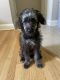 Aussie Doodles Puppies for sale in Baltimore, MD 21212, USA. price: $500