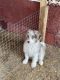 Aussie Doodles Puppies for sale in Stamford, CT 06905, USA. price: $800