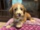 Aussie Doodles Puppies for sale in White Sulphur Springs, WV 24986, USA. price: $475