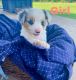 Aussie Doodles Puppies for sale in Coalgate, OK 74538, USA. price: NA