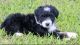 Aussie Doodles Puppies for sale in Weatherford, TX, USA. price: NA