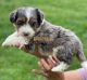 Aussie Doodles Puppies for sale in Rigby, ID 83442, USA. price: $800