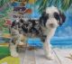 Aussie Doodles Puppies for sale in Orlando, FL, USA. price: NA